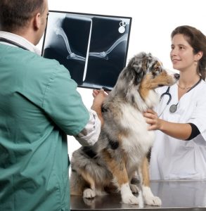 Diagnostics | Alamo Animal Hospital, Vacaville, CA